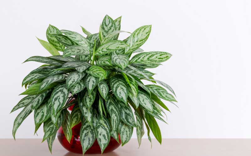 Chinese Evergreen (Aglaonema)