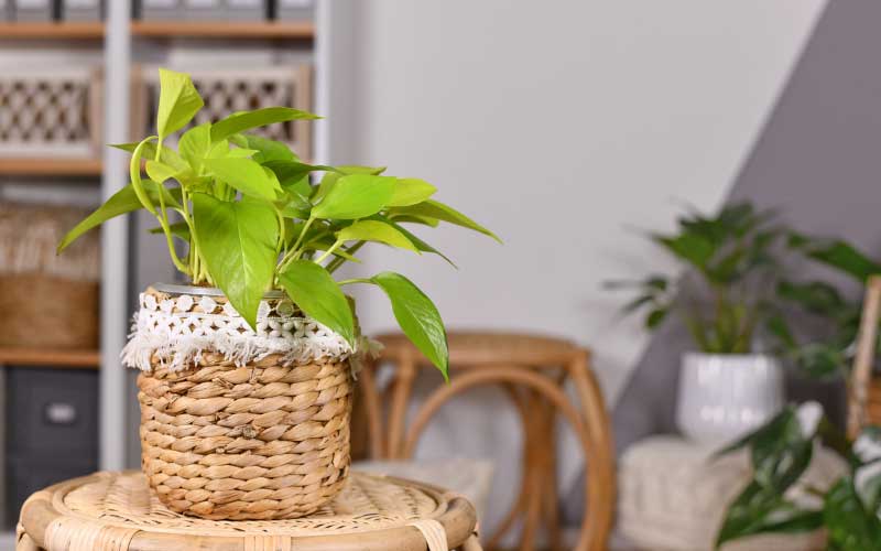 Epipremnum Aureum interior design